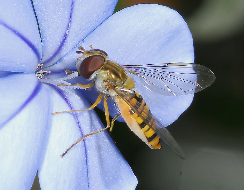 Volo e 